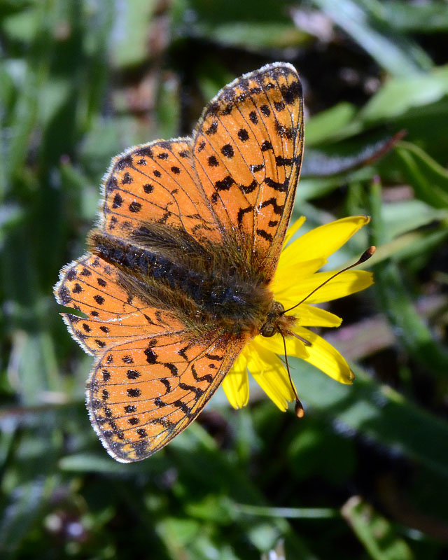 Ninfalide da identificare - Boloria pales